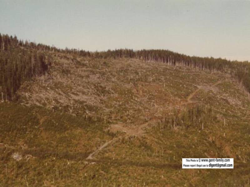 mount_griffin_logging_activity.jpg