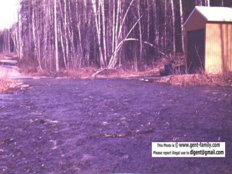 brownbearflooding.jpg