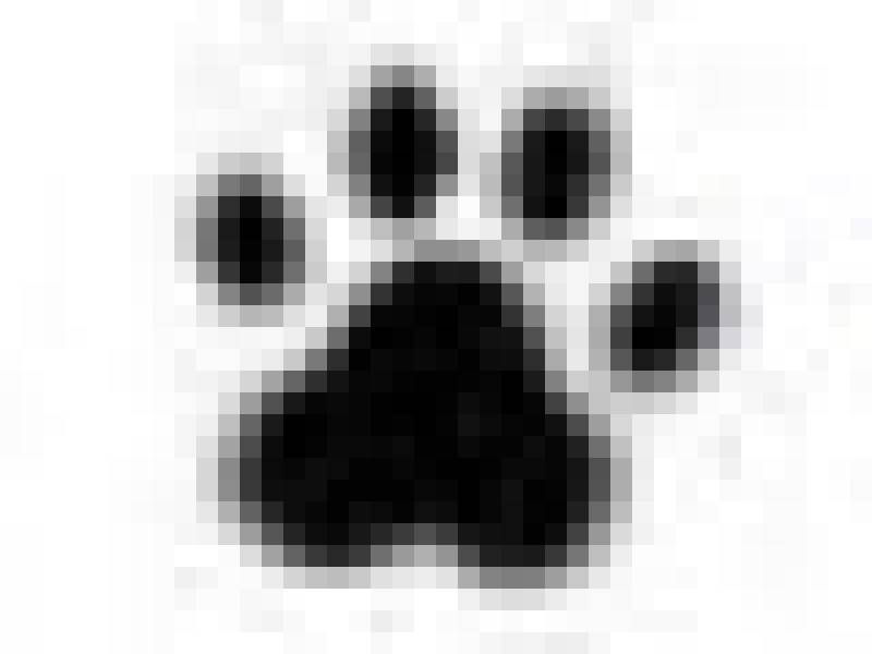 dog_paw.jpg