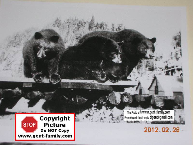 mother_and_twins_camp1600ftlevel.jpg