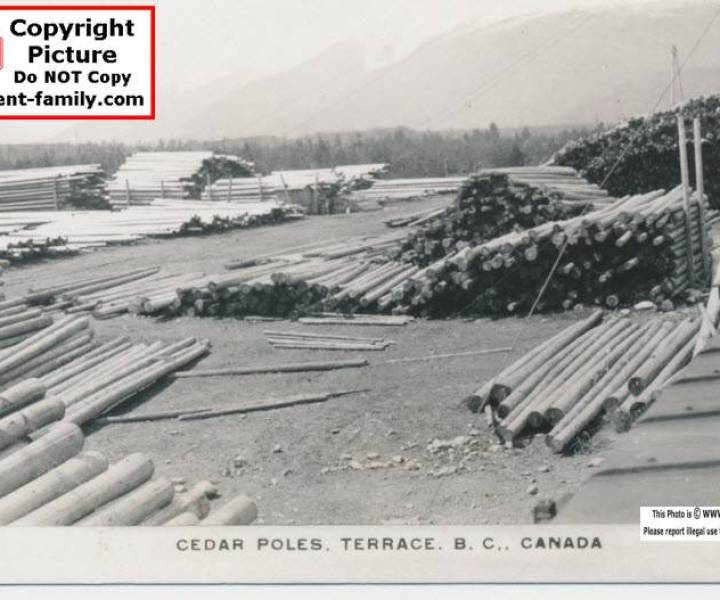 cedar_pole_yard_in_terrace.jpg