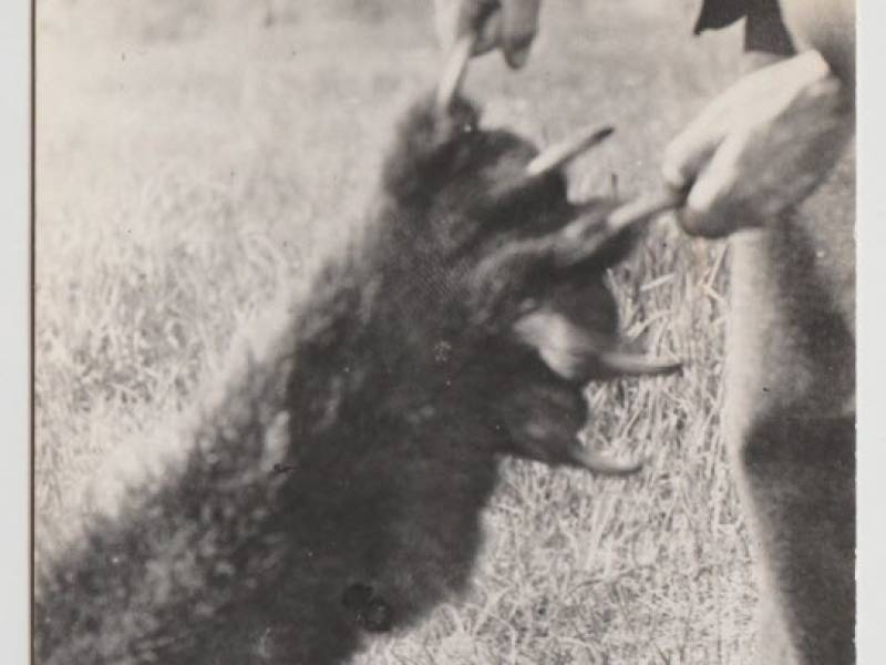 grizzly_bear_paw_shot_at_terrace.jpg
