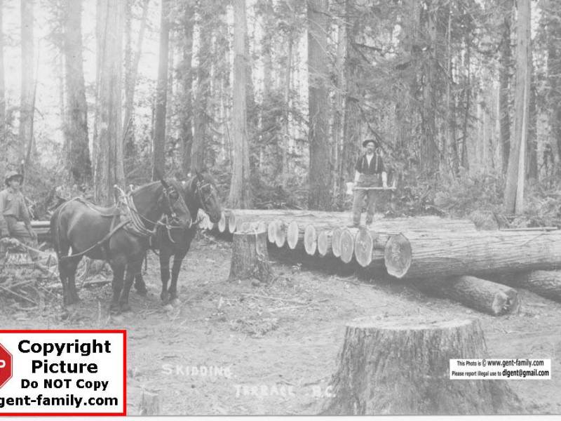 horse_logging_terrace.jpg