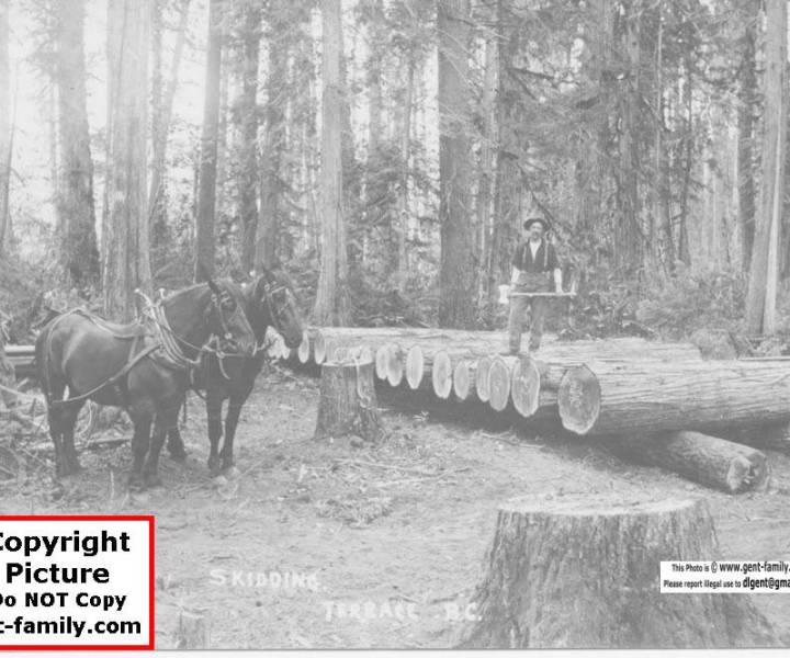horse_logging_terrace.jpg