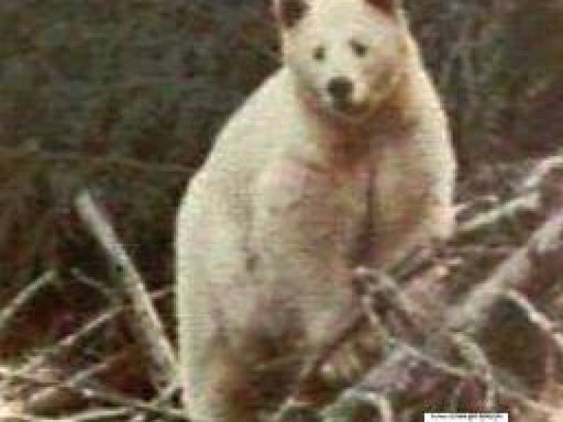 kermodeibeartakenbyronandersoncropped.jpg