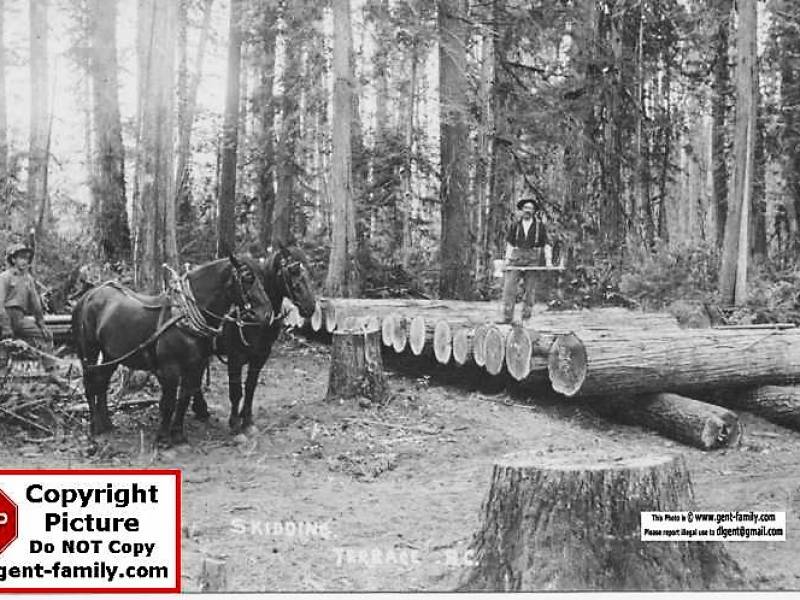 horse_logging_terrace.jpg
