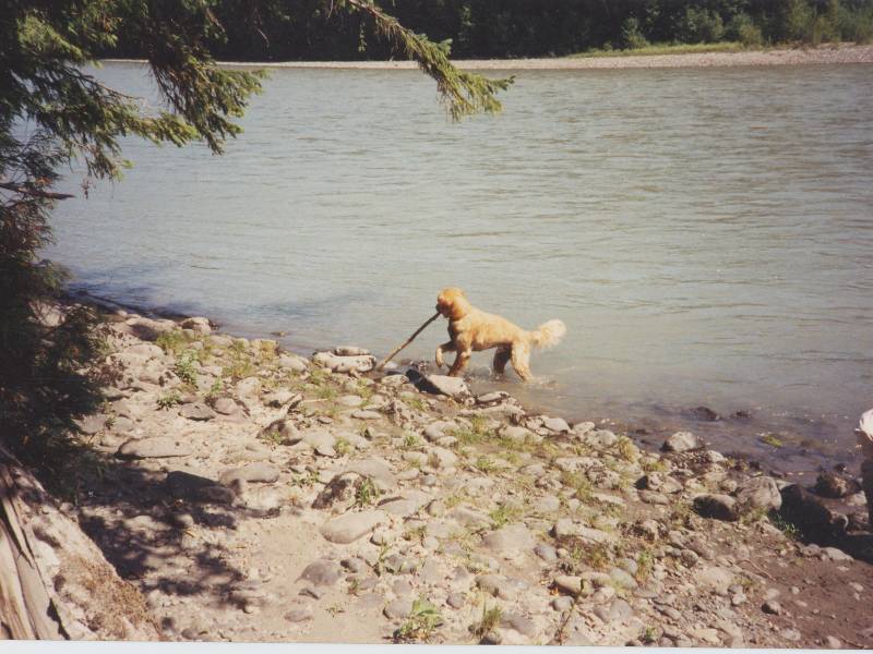 bailey_in_river.jpg