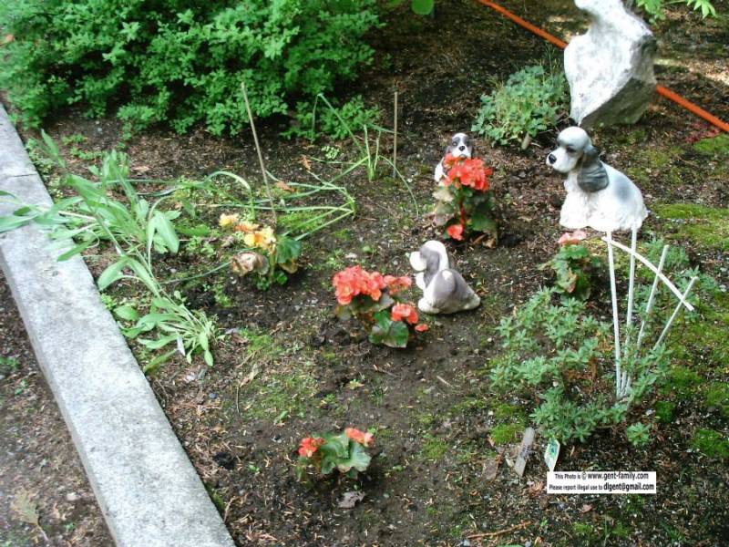 begonias_side_garden.jpg