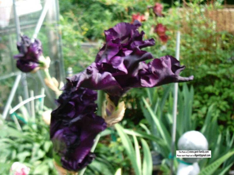 black_night_iris_closeup.jpg