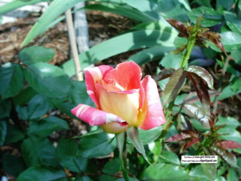 caribia_rose_closeup_2.jpg