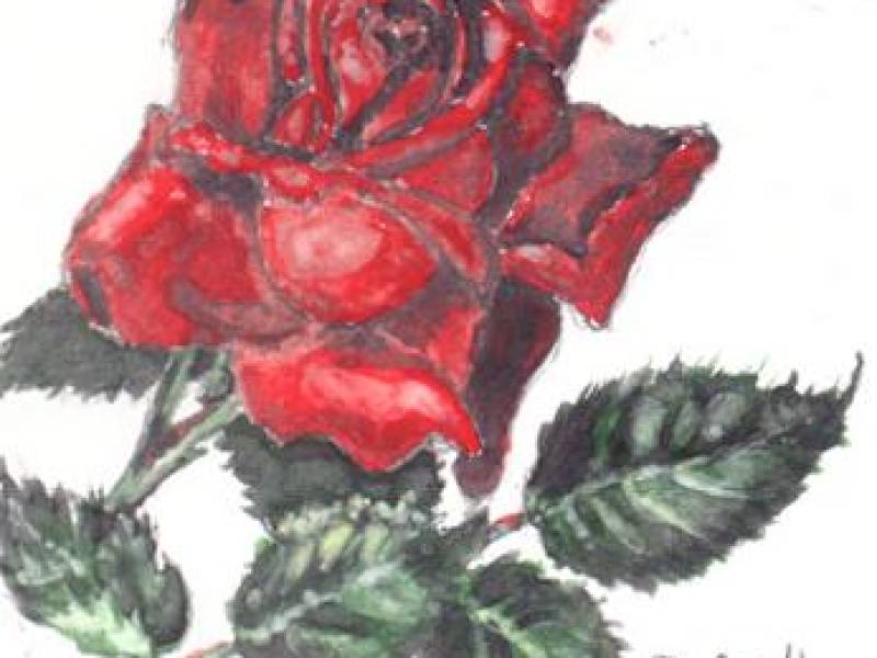 dennis_gesell_rose_picture.jpg
