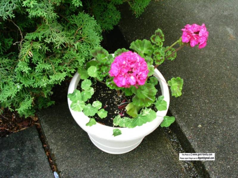 geranium_on_the_patio.jpg