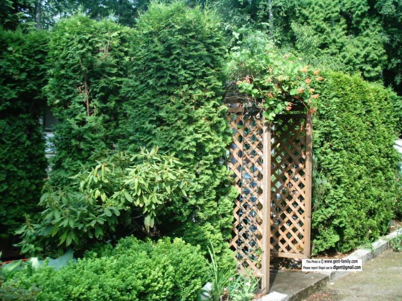 patio_area_from_driveway.jpg