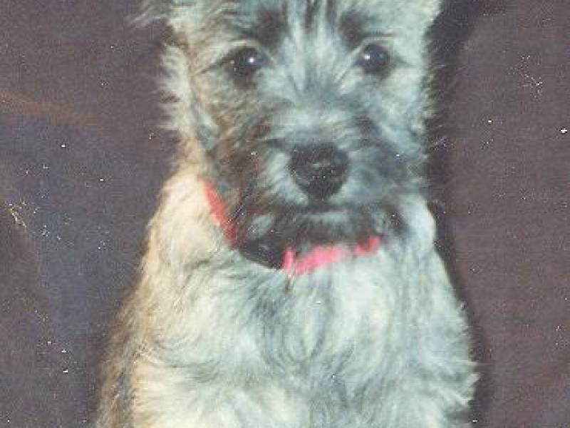 tansy_as_a_pup.jpg