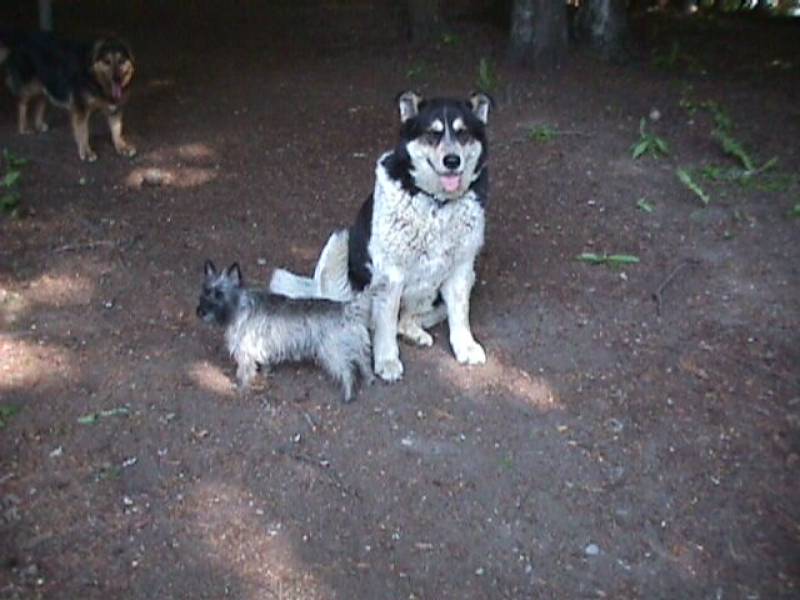 threedogs.jpg