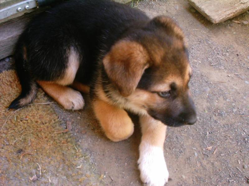 zoe_as_a_puppy.jpg