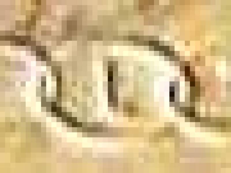 flt_logo.jpg
