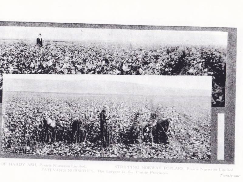 prairie_nurseries_21.jpg