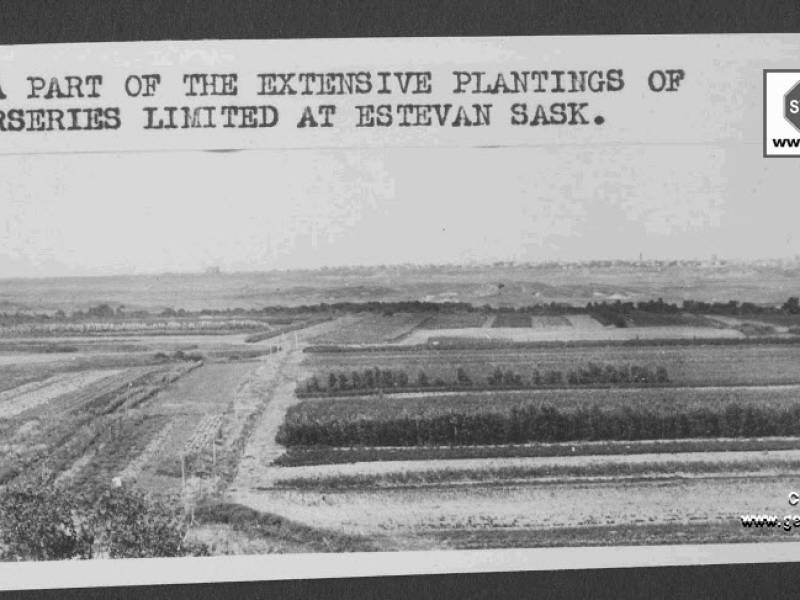 prairie_nursery_plantings_1926.jpg