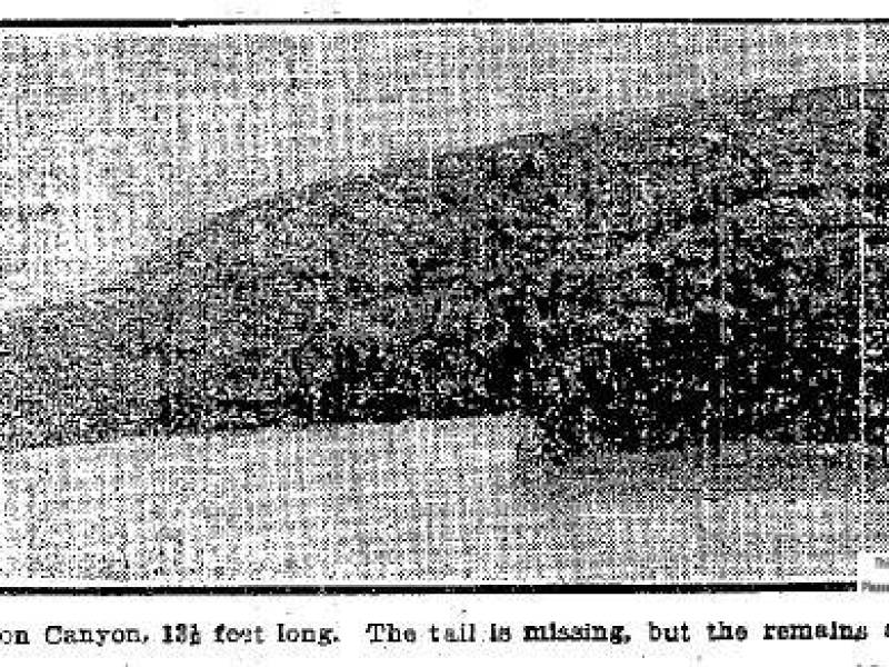 1912_dec_7_ichthyosaurus_fossil.jpg