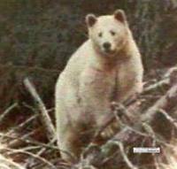 Kermodei "Spirit" Bear